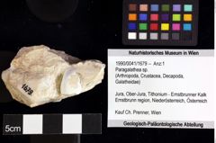 Foto (Objket + Etiketten) von Cycloprosopon sp. 